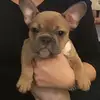 edwinjamesholman - @dogman4life671 - TikTok