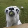 g03attac0 - @edwin.johansson202 - TikTok