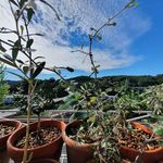 Edwin Jung - @homegardening_edwin - Instagram