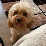 Merlot Edwin Kaiser-Payne - @merlot.the.cavoodle - Instagram