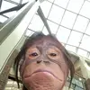 Edwin Liang-Gilman - @ed.lose_lg1 - TikTok