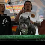 Edwin Magana - @mufasas_bullycamp - Instagram
