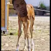 Edwin Mahones - @goated_buckets - TikTok