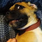 Edwin Magwern Mills - @thisdoggocosplays - Instagram