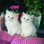 Edwin Morrison - @eddyboss11 - Instagram