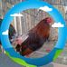 Edwin Carreño Prieto - Facebook