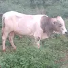 Edwin jose Prieto montero - @edwin.jose.prieto - TikTok