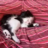 Mer ❀ ❊ ⭒ ✿ ❊ - @ellenpugsleyy - TikTok