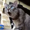 Bazuu_Rean - @reagan_edwin - TikTok