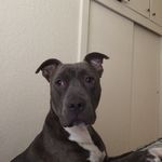 Edwin Requena - @reddog007 - Instagram