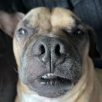 rex - @rex_edwin_bodine - Instagram