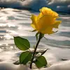 rubina_edwin - @rubina_edwin - TikTok