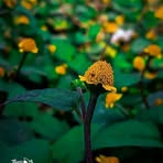 Riad Uddin - Facebook