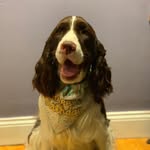 Sir Edwin - @siredwinthespringer - Instagram