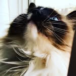 🐱Edwin&Walter🐱 - @ragdoll_kittys - Instagram