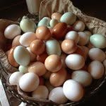 Edwina Willis Fleming - @chesterfarms - Instagram
