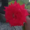 Edy Valdes882 - @edyvaldes1 - TikTok