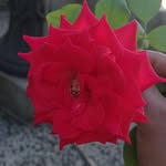 Edy Valdes - @edy.valdes.509 - Instagram