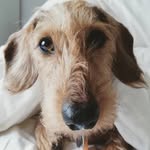 Edy The Wiener - @edy_the_wiener - Instagram