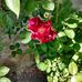 Edythe Smith - Facebook
