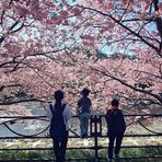 Effie Lin - Facebook