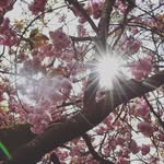 EffieTeeGardenlovers - @kersenbloesemblaadje - Instagram