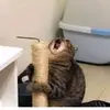 efraintambriz331 - @efraintambriz331 - TikTok
