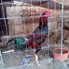 efrain arevalo - @efrain.arevalo48 - TikTok
