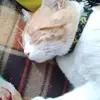 efrain conejo  lema - @efraincl - TikTok