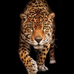 Efrem Charles - @efrem.charles - Instagram
