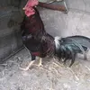 Efren Argote9 - @efrenargote0 - TikTok