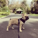 Arnold The frenchie 🐶🐷 - @hey_arnoldthefrenchie - Instagram