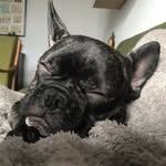 Arnold The Frenchie 🐶 - @arnold.thefrenchie - Instagram