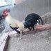 Efren Baeza - Facebook
