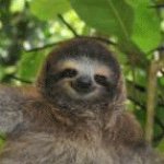 Efren Heredia - @jeffery_the_sloth - Instagram