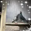Efren Rodriguez Cort - @efrenrodriguezlomeli - TikTok