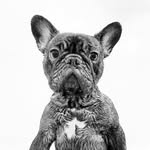 Macintosh The Frenchie 🐶 - @macintoshthefrenchie - Instagram