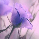 Ehab Hashem - @ehab.hashem.14 - Instagram