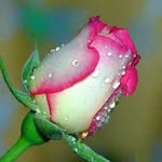 Md Ehsan Biswas Ayaan - @ayaanmdehsanbiswas - Instagram
