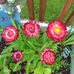Eileen Allen - Facebook