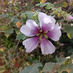 Eileen Bachemin - Facebook