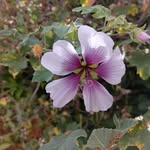 Eileen Bachemin - @bachemineileen - Instagram