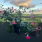 Eileen Baxter - @eileentoro50 - Instagram