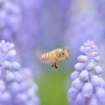 🌼🌼小蜜蜂🌸🌸🌸🐝 - @eileenipbeebee - Instagram