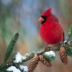Eileen Bickel - Facebook