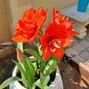 Eileen Botha - @eileen.botha - TikTok