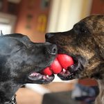 Eileen Brophy - @otto.and.pip - Instagram