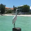 eileencallannaugh - @eileencallannaugh - TikTok