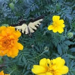 Eileen Carpenter - Facebook