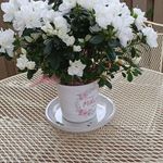 Eileen Cartwright - @eileenlc2 - Instagram